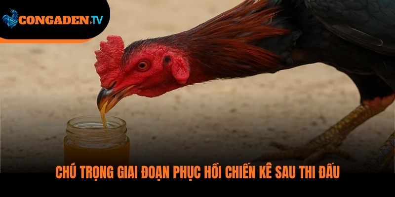 cách nuôi gà đá