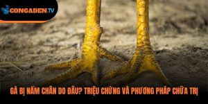 gà bị nấm chân