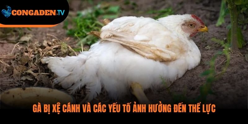 gà bị xệ cánh