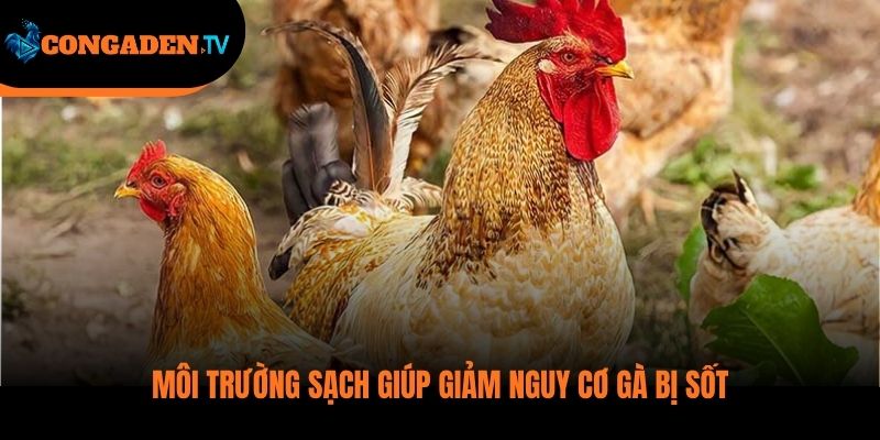 gà bị sốt