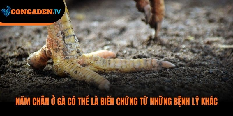 gà bị nấm chân