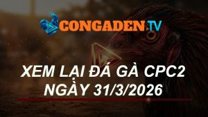 XEM LẠI ĐÁ GÀ CPC2 NGÀY 31/3/26