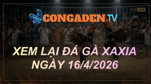 XEM LẠI ĐÁ GÀ XAXIA NGÀY 16/4/26