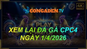 XEM LẠI ĐÁ GÀ CPC4 NGÀY 1/4/26