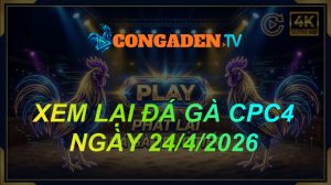 Xem lại đá gà CPC4 ngày 24/04/2026