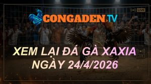 Xem lại đá gà XÀ XÍA ngày 24/04/2026